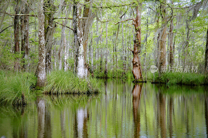 路易斯安那州沼泽河口苔藓覆盖的图珀洛胶，柏树，在水中的反射
