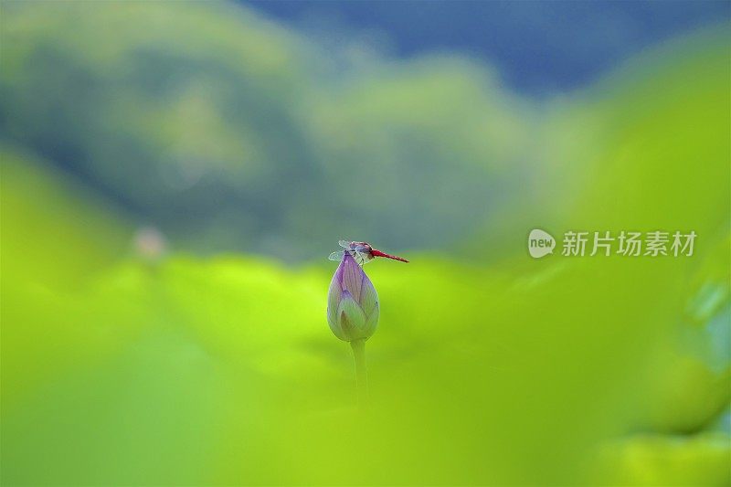 蜻蜓顶上的荷花花蕾