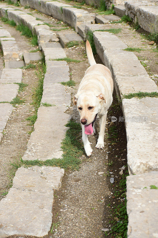 西西里的拉布拉多寻回犬