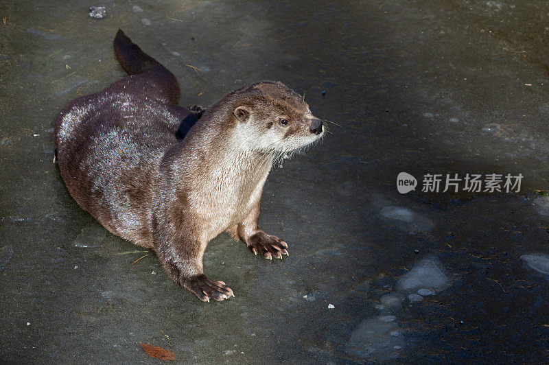 坐在冰上的欧洲水獭