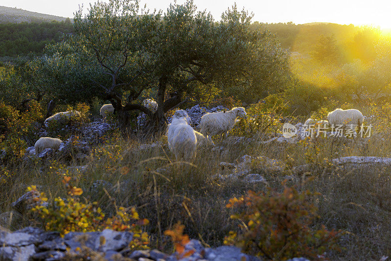 绵羊在橄榄林，日落，布拉克岛，地中海，克罗地亚，欧洲