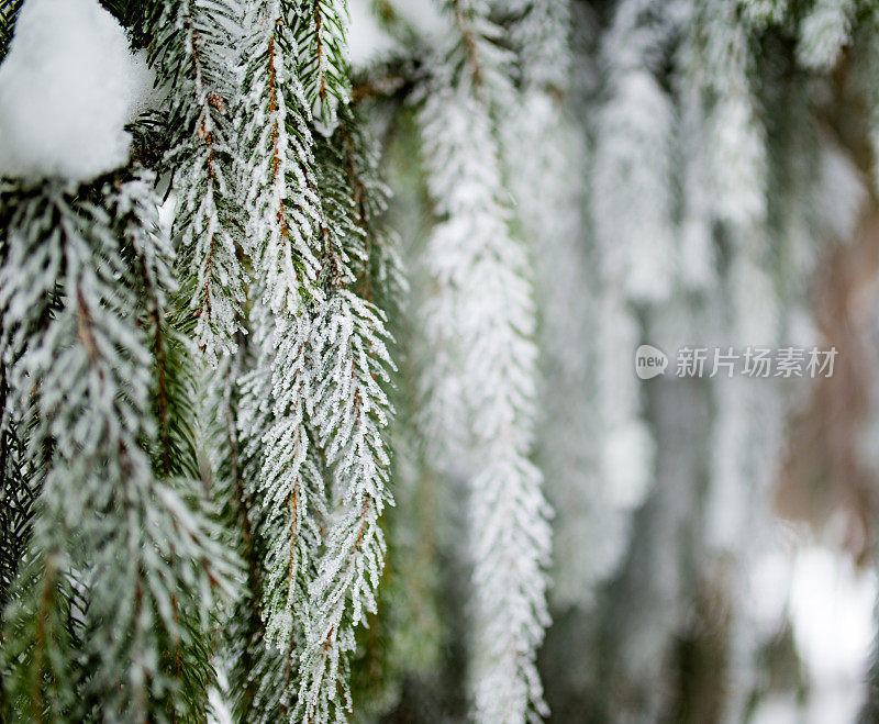 雪中的冷杉枝