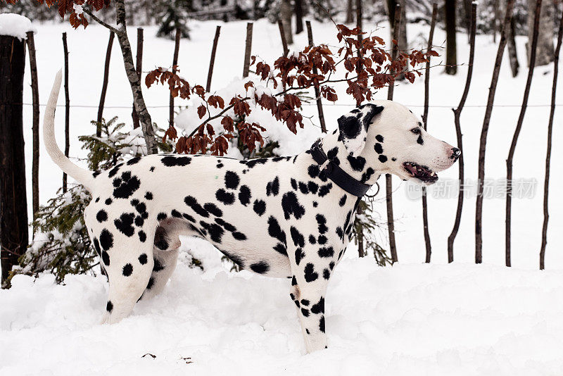 雪和斑点狗