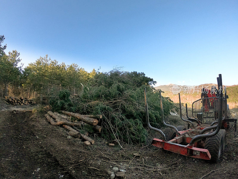 木材工业机械和被砍伐的松树堆