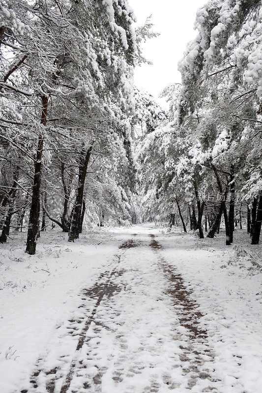 在一个刚刚下过雪的寒冷冬日里，在一片白雪覆盖的森林里的小路