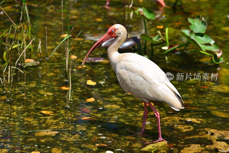 白鹮涉水