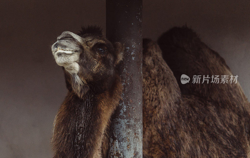 华丽的棕色双峰驼