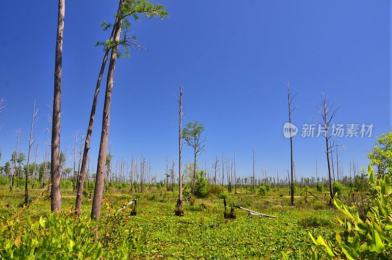 奥克弗诺基沼泽景观