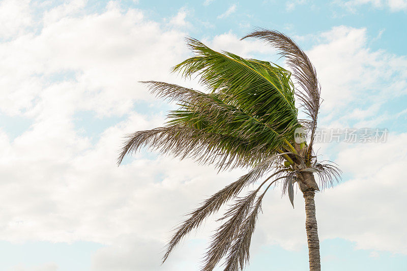 一棵棕榈树在风中摇摆，移动，摇动，在有风的天气中，在佛罗里达州的巴伊亚本田礁岛，在日落时，黄昏时，在蓝天下孤立的礁岛
