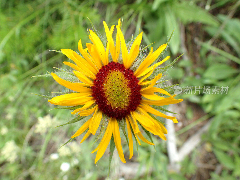 黄花植物野外特写