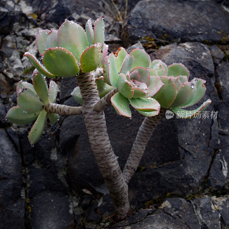 大加那利岛的永旺未杜拉图姆植物
