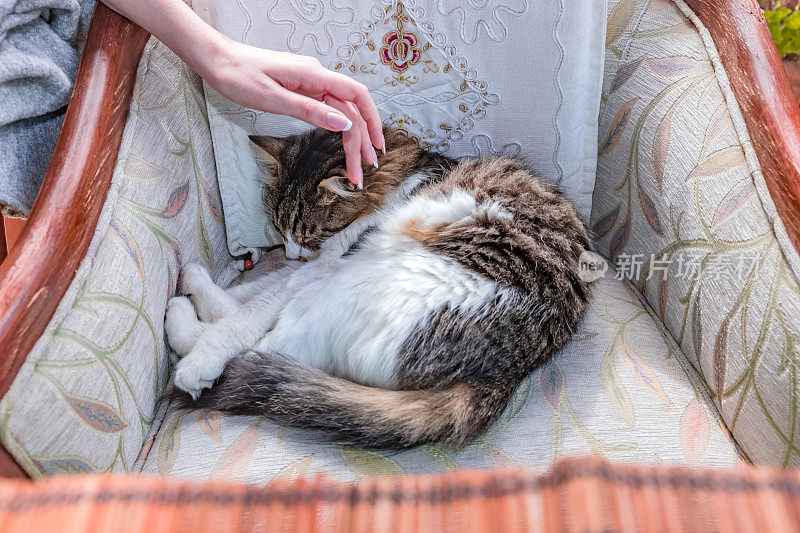 推挤:女人用手抚摸着睡着的猫