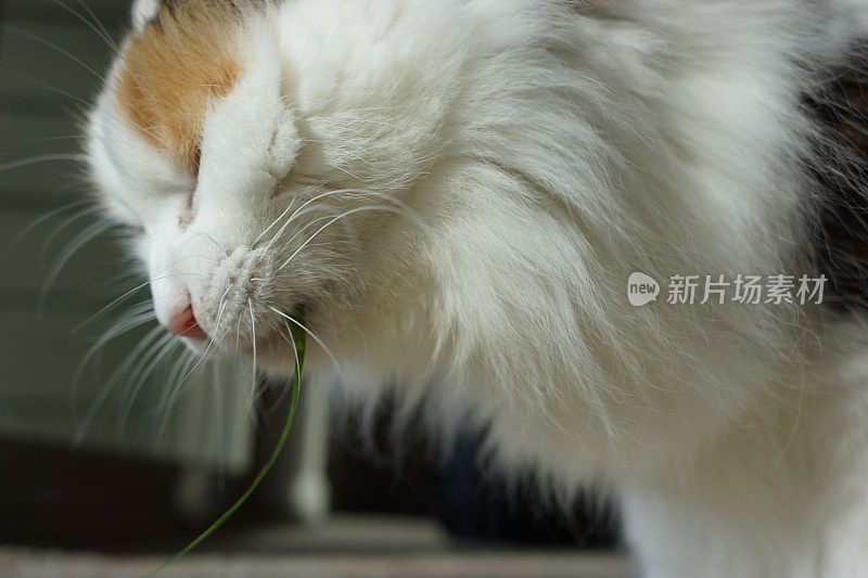 猫吃草