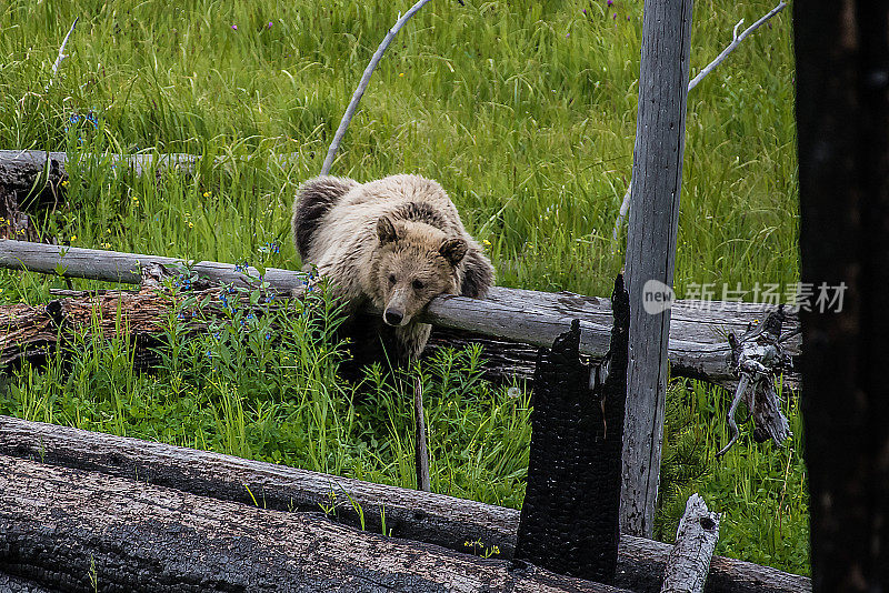 灰熊和她的幼崽美国黄石公园