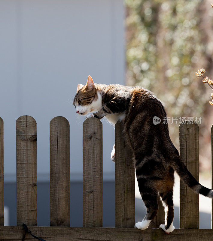 虎斑猫爬过栅栏