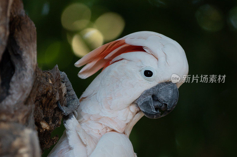 摩鹿加凤头鹦鹉鲑冠鹦鹉