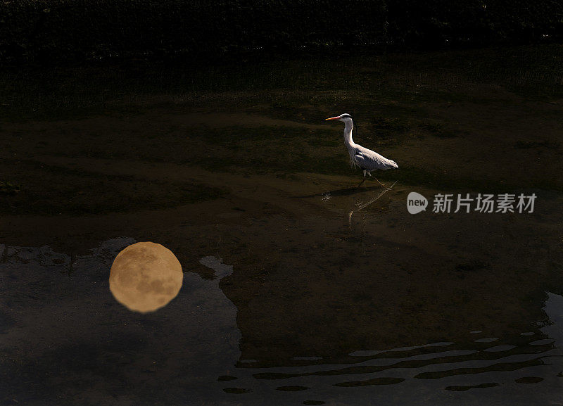 大蓝鹭和满月倒映在水面上。