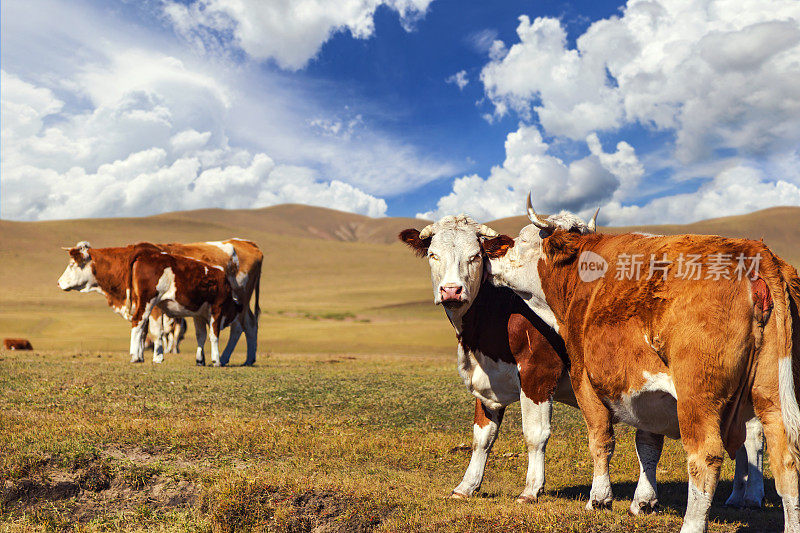 牛在河边阳光充足的牧场上吃草