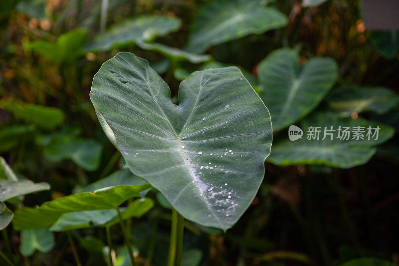 丛林叶子背景