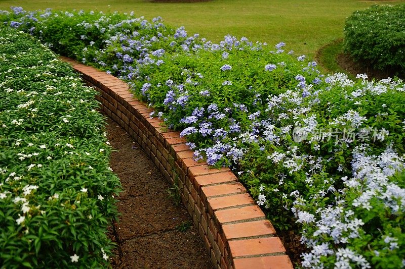 花圃里的铅角花或铅角花