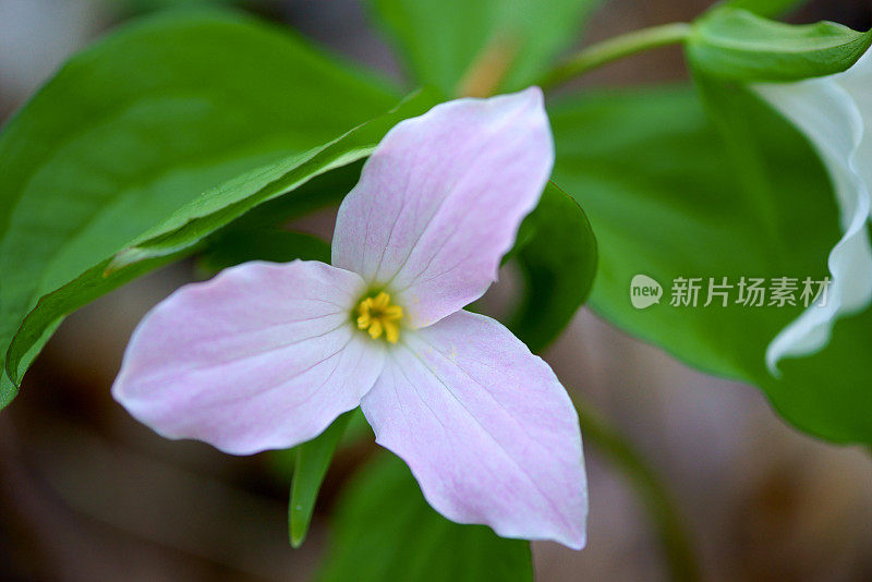 白色Trillium特写