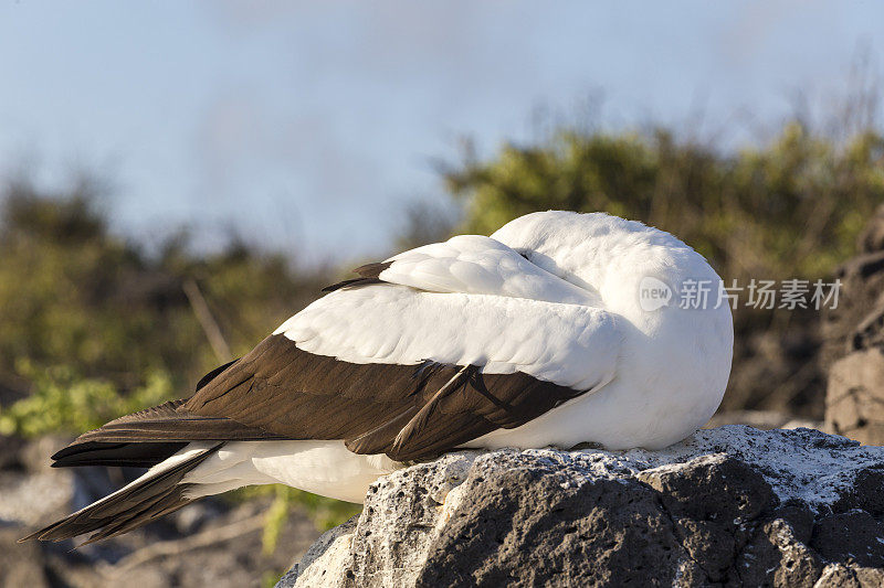 加拉帕戈斯群岛鲣鸟鸟