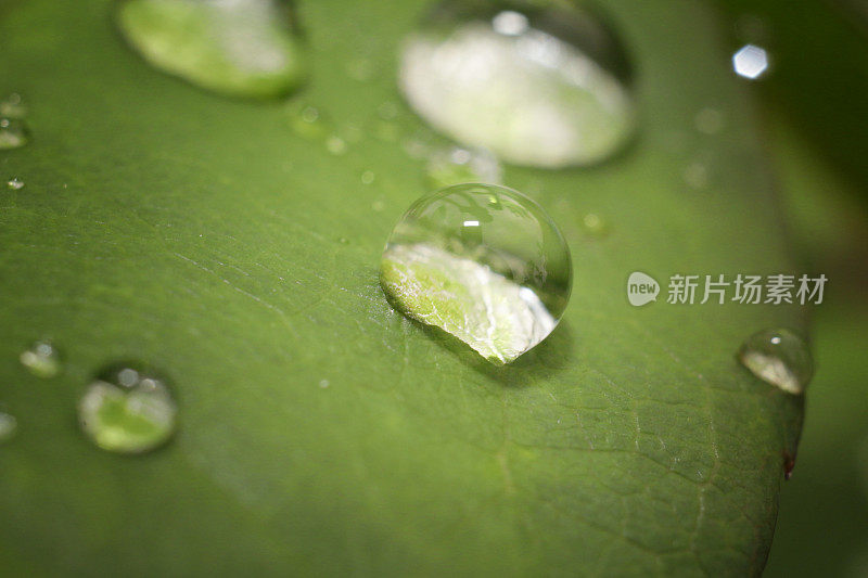 滴露珠在叶子上