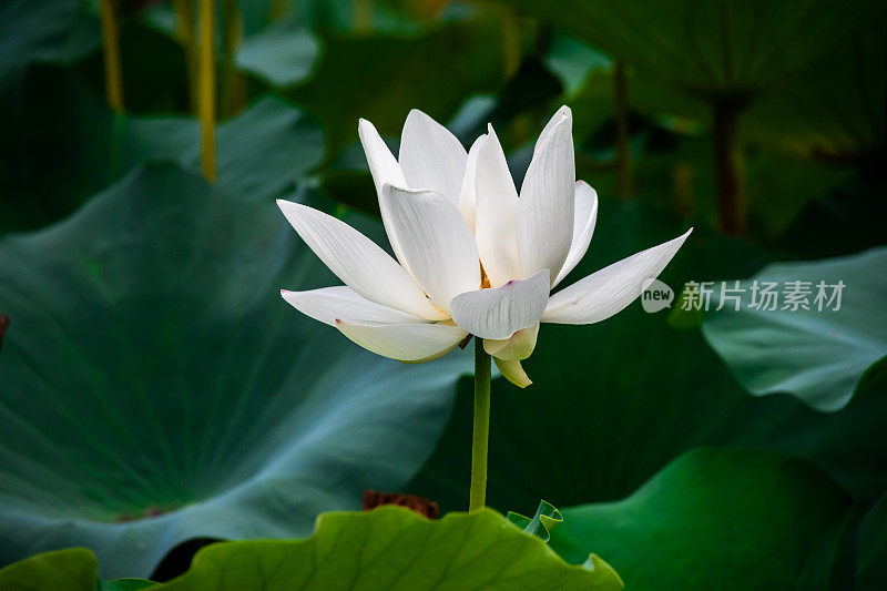 夏天，湖中盛开的荷花