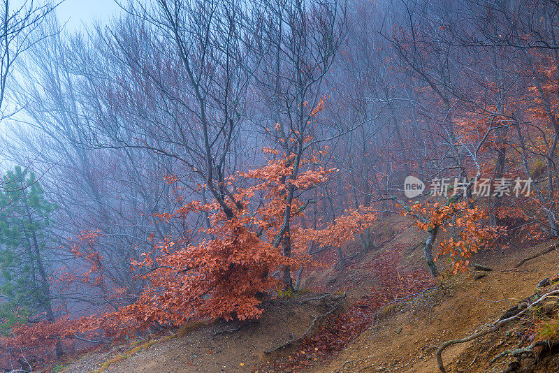 神秘的景观-在秋天的阴天和雾天的山坡上的山