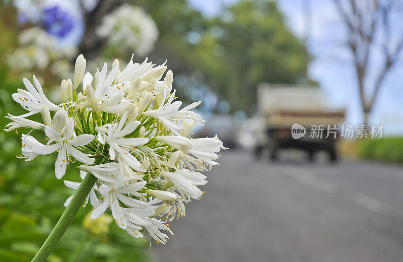 路边的非洲白百合。马德拉岛-葡萄牙