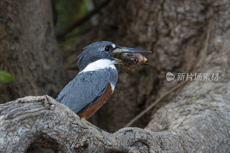 环绕翠鸟