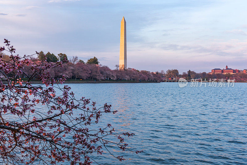 在国家樱花节期间，华盛顿特区的托马斯·杰斐逊纪念堂和华盛顿纪念碑