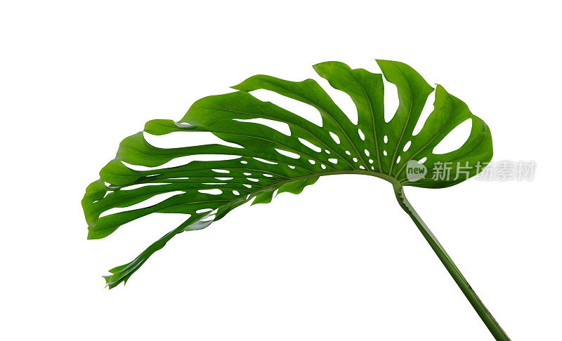 Monstera叶，热带植物常绿藤本孤立在白色背景，修剪路径包括
