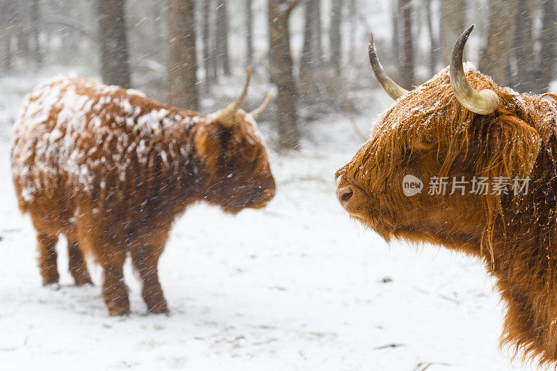 雪中的苏格兰高地牛的肖像