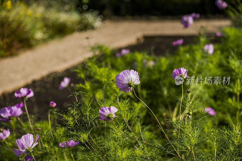 古老的围墙英国乡村别墅花园和分配与植物和鲜花