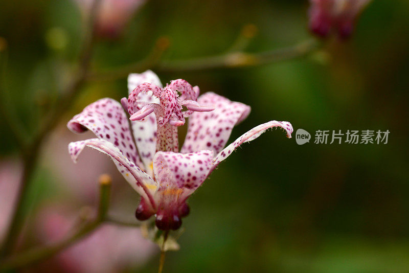 单一的蟾蜍莉莉。