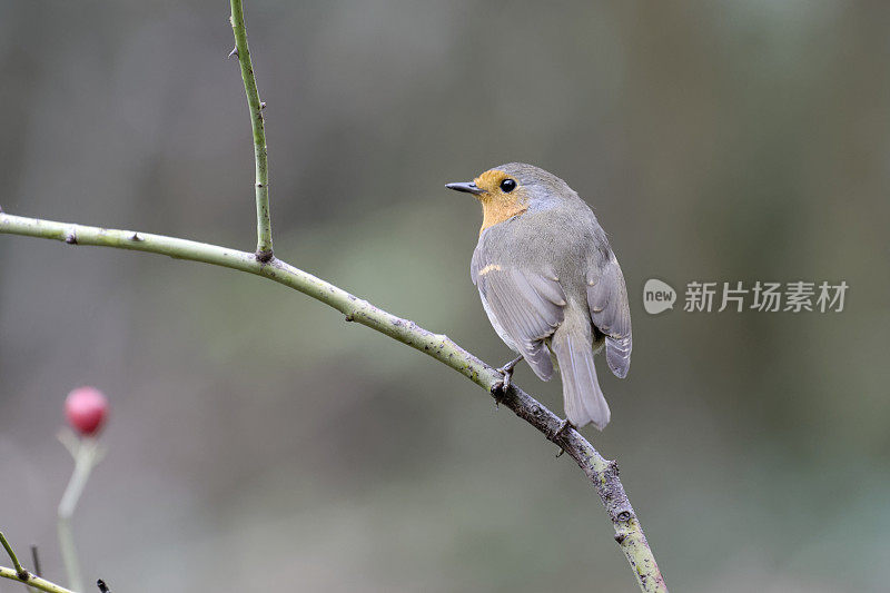 罗宾(红心rubecula)