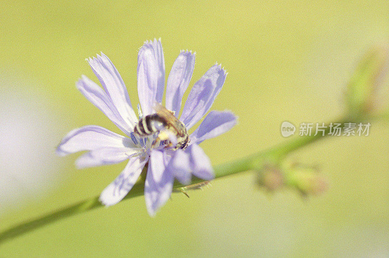 蜜蜂在菊苣紫色的花上