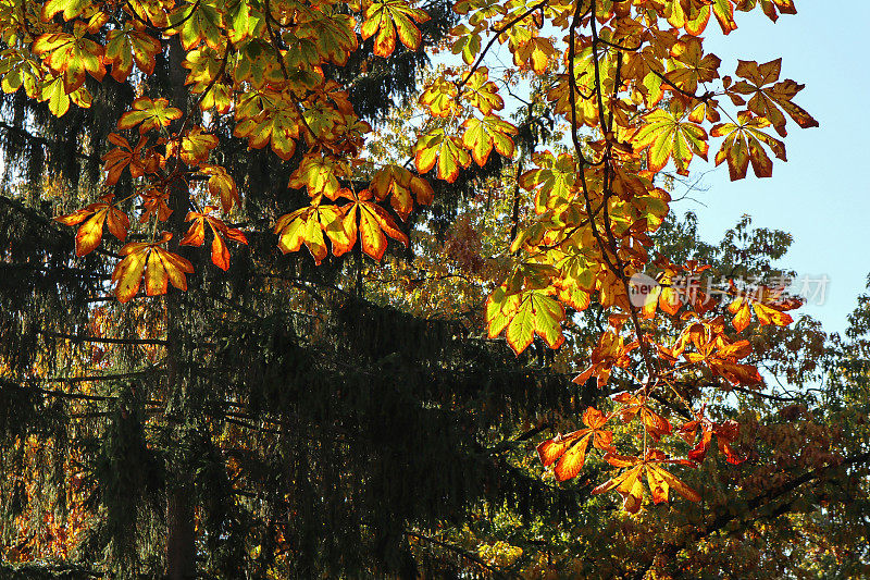 秋天栗树的叶子