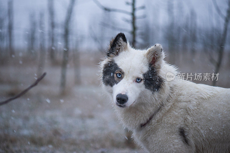 莱卡犬在降雪