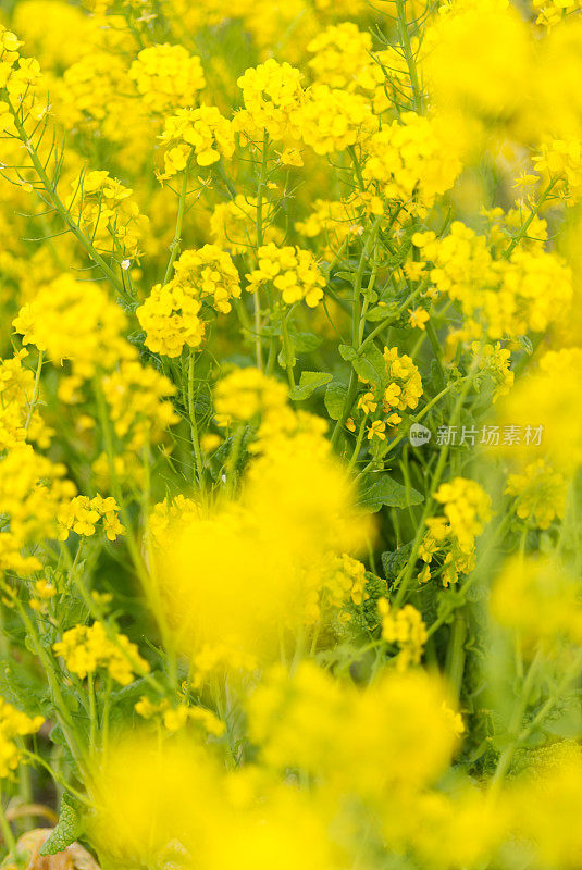 油菜花