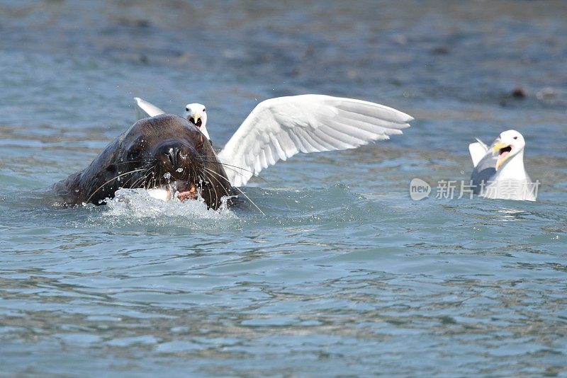 虎头海狮捕获鲑鱼