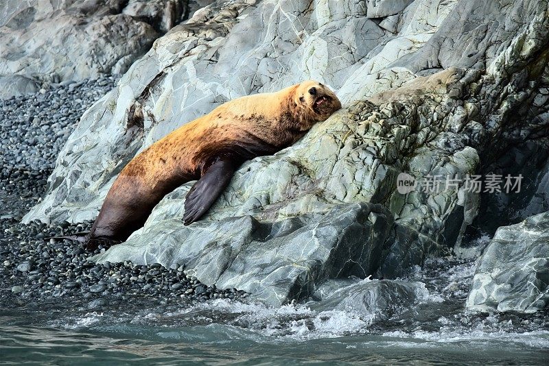 虎头海狮咆哮