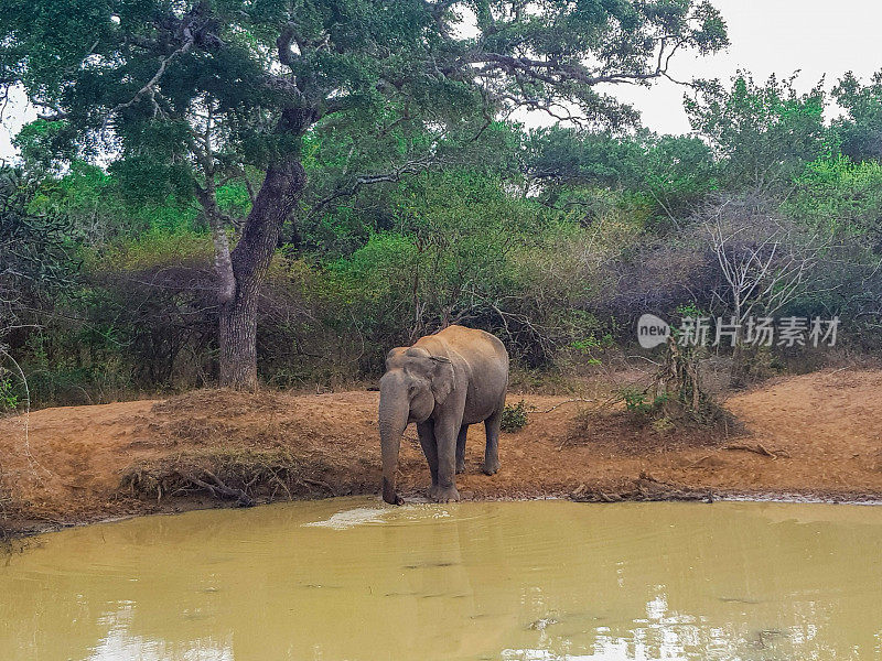 斯里兰卡亚拉国家公园的大象