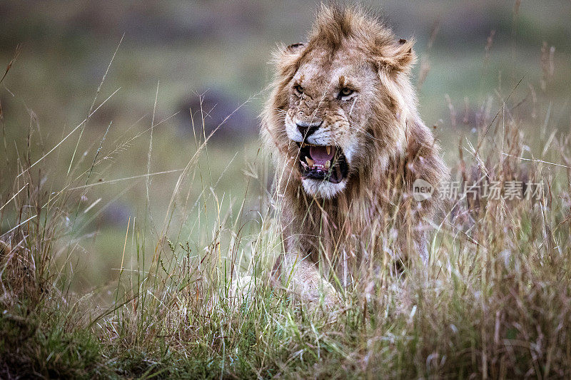 狮子在野外咆哮。