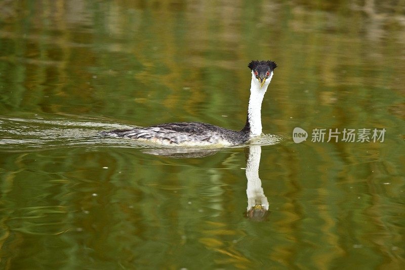 西方水鸟游泳