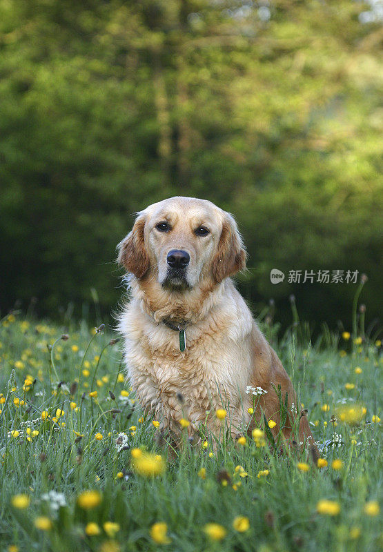 金毛寻回犬在野花草地上