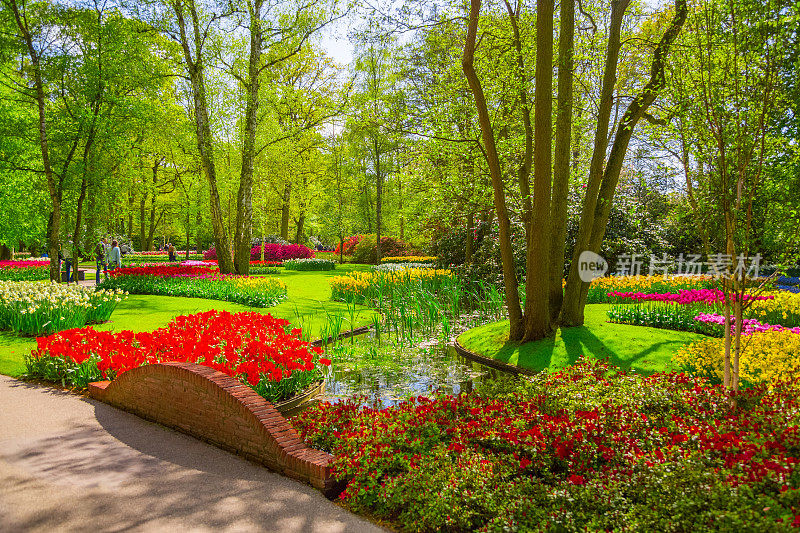 荷兰库肯霍夫公园里五颜六色的郁金香