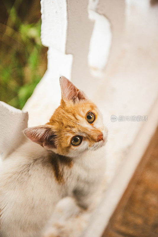 希腊的橙色流浪猫