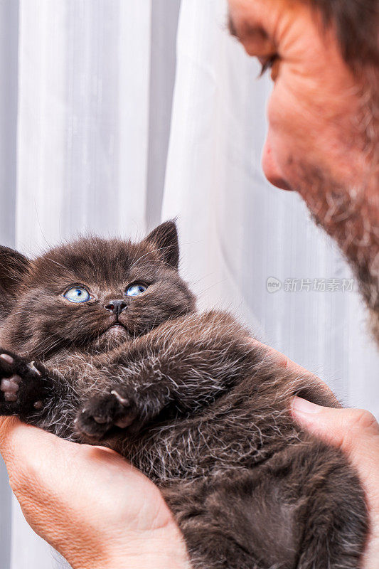 男人和真正的猫爱，新生的英国短毛猫